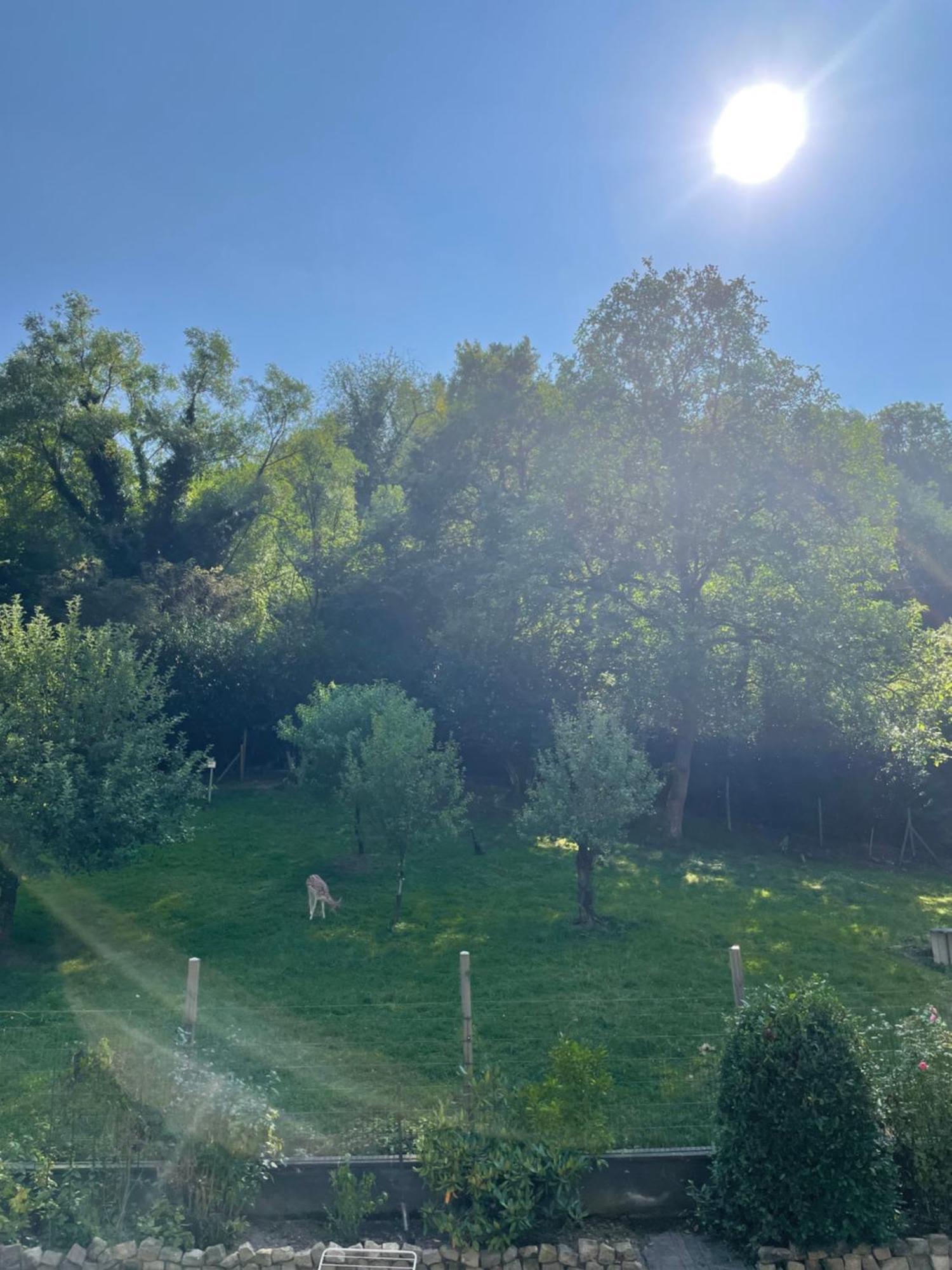 Deni'S Ferienwohnungen Klotten Exteriör bild